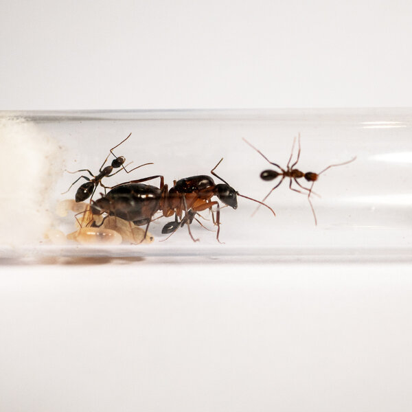 Camponotus barbaricus colony, queen and 2-5 workers