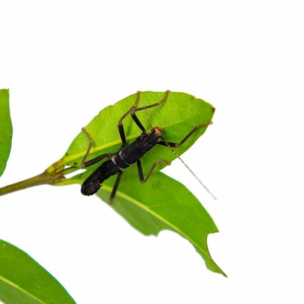 Peruphasma schultei, Black Beauty, psg 270
