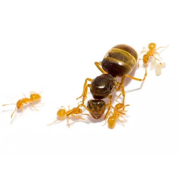 Lasius flavus, queen and 5-10 workers