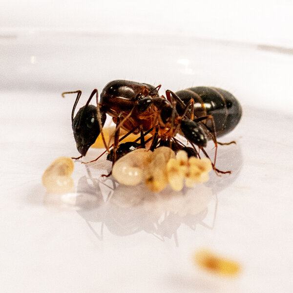 Camponotus barbaricus colony, queen and 2-5 workers